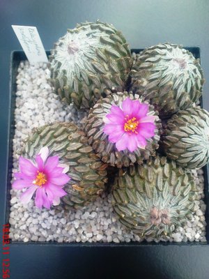 Pelecyphora asseliformis.JPG