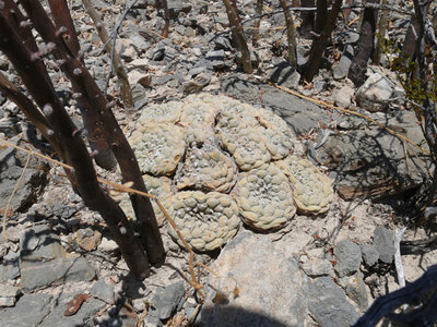 155 P1030097 Lophophora fricii.jpg