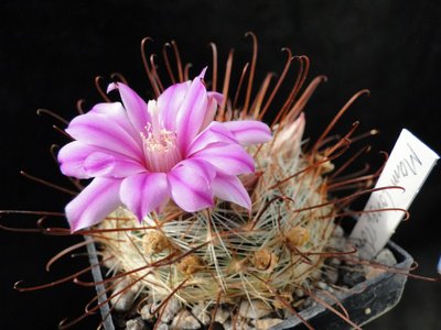 Mammillaria longiflora 2011 Maerz24 006.jpg