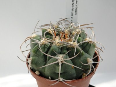 Gymnocalycium nigriareolatum v. carmineum 2010 Juli31 007 (600 x 450).jpg