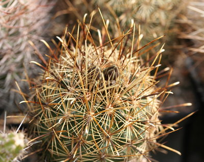 Ancistrocactus scheeri