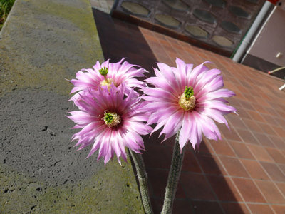 158 P1060613 Wilcoxia poselgeri.jpg