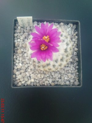 Pelecyphora strobiliformis .JPG