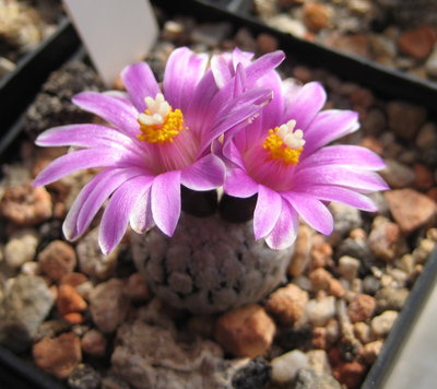 T. valdezianus