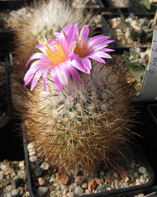 beguinii var. senilis