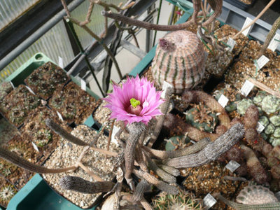 168 P1060625 Wilcoxia tamaulipensis.jpg