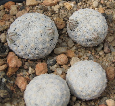 Detailbild von [i]Mammillaria egregia[/i] SB30 mit Blütenknospen