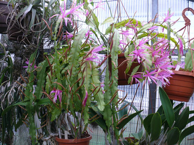 169 P1060626 Epiphyllum Frühlingspracht.jpg