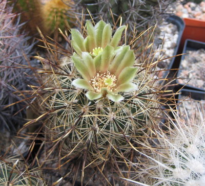 Ancistrocactus scheeri