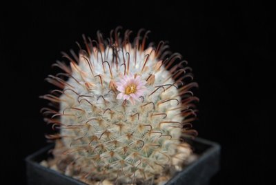 Mammillaria  perezdelarosae 2011 April15-5.jpg