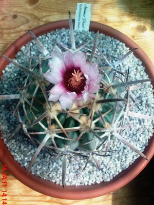 Echinocactus texensis.JPG