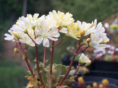 Lewisia cotyledon 'Carousel'