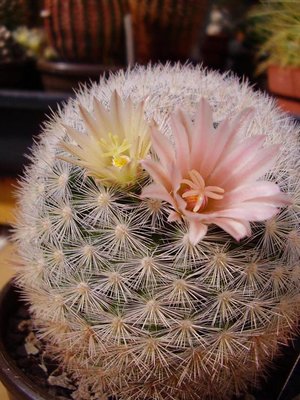 Mammillaria candida mit 2 Blütenfarben
