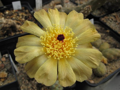 Pterocactus kuntzei