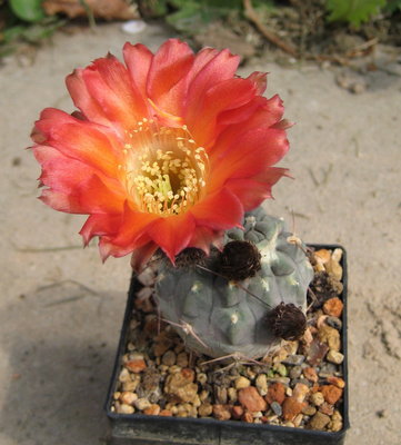 Acanthocalycium glaucum v. rubriflorum