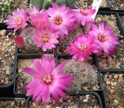 Sulcorebutia tarabucoensis ssp. hertusii