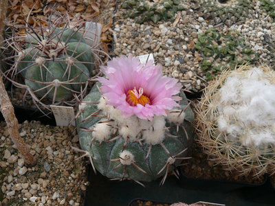 206 P1060785 Echinocactus horizonthalonius.jpg