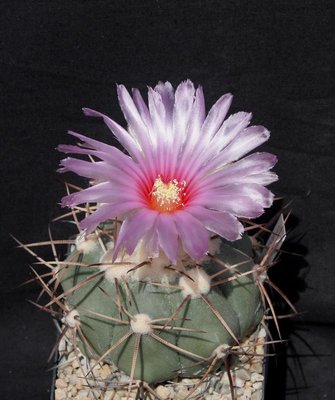 E_horizontalonius_6795-a.jpg