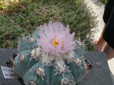 209 P1060793 Echinocactus horizonthalonius.jpg