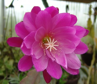 Epiphyllum Sweet Adeline.JPG