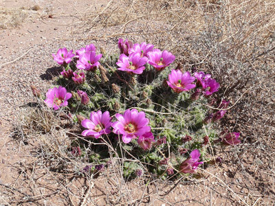 218 P1020947 Echinocereus enneacanthus.jpg