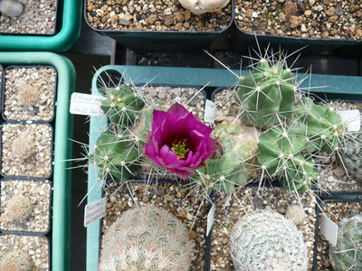 221 P1060841 Echinocereus enneacanthus.jpg
