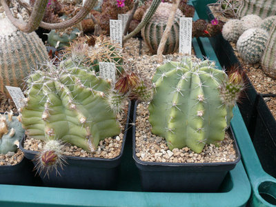 223 P1060843 Echinocereus subinermis.jpg