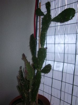 IMG_1602.JPG