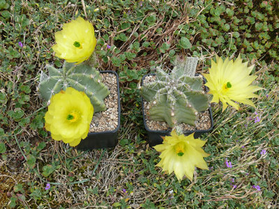 227 P1060884 Echinocereus subinermis.jpg