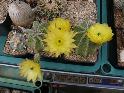 226 P1060883 Echinocereus subinermis .jpg