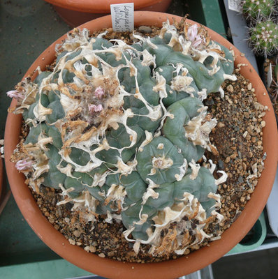 239 P1060923 Lophophora williamsii.jpg