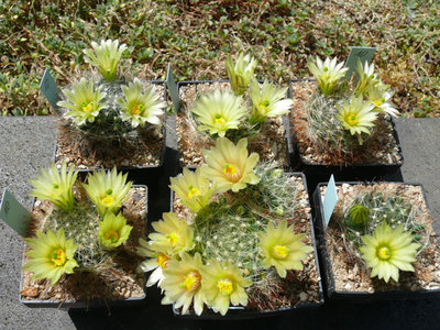 238 P1060938 Mammillaria heidiae.jpg