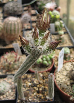 Wilcoxia leucantha (=albiflora)