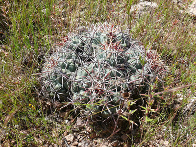 250 P1020087 Thelocactus heterochromus.jpg