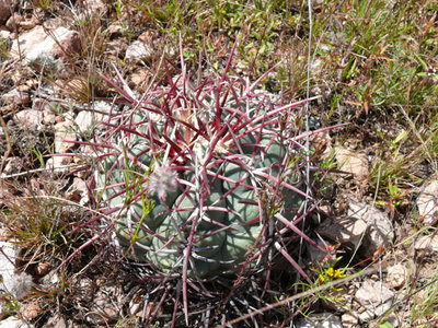 249 P1020088 Thelocactus heterochromus.jpg