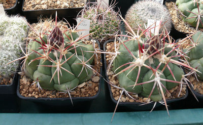 245 P1060941 Thelocactus heterochromus.jpg