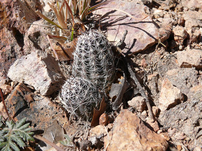 258 P1040646 Echinocereus palmeri Cumbres.jpg