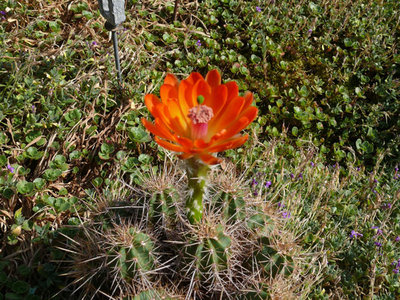 261 P1060881 Echinocereus salm dyckianus 2.jpg