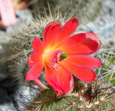Echinocereus sanpedroensis  UR 34