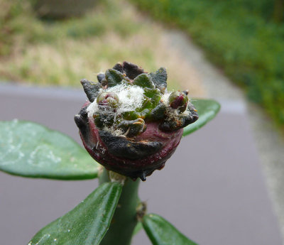 266 P1060984 Ariocarpus scaphirostris.jpg