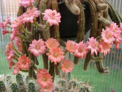 Eine meiner ältesten Pflanze von subterraneus,eine wunderbare Blüte mit einer täglichen verfärbung