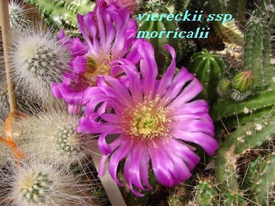 morricalli1.JPG