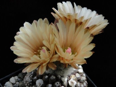 Eriosyce krausii (Th. malleolata) 2011 Mai26-2.jpg