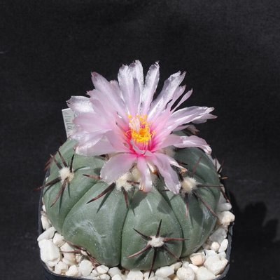 Echinoc_horizontalonius_Tula_Tamaulipas_8007-a.jpg