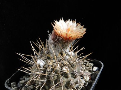 Eriosyce heinrichiana v. setosiflora (Py. setosiflorus) 2011 Juno04-2.jpg