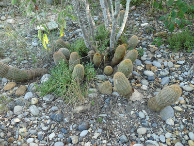 303 P1000251 Echinocereus fitchii.jpg