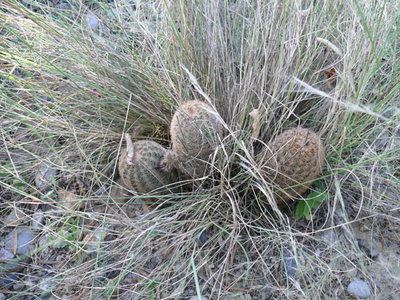 301 P1000249 Echinocereus fitchii.jpg