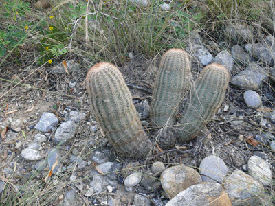 300 P1000248 Echinocereus fitchii.jpg