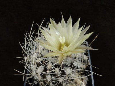 Eriosyce taltalensis v. pygmaea WK792 (Py. pulchellus) 2011 Juno01-2.jpg