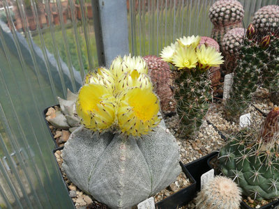 Pflanze mit fünf sich öffnenden Knospen und Coryphantha pulleineana.